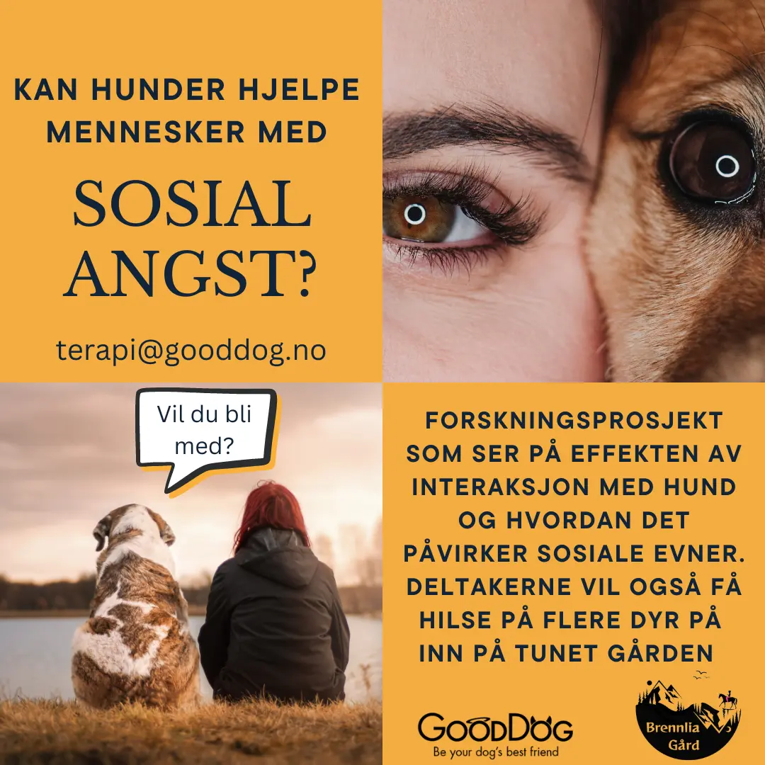 Kan hunder hjelpe med sosial angst?